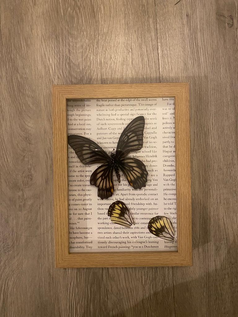 Taxidermie vlinders in lijst, Huis en Inrichting, Woonaccessoires | Lijsten, Minder dan 50 cm, Nieuw, Ophalen of Verzenden, Minder dan 50 cm