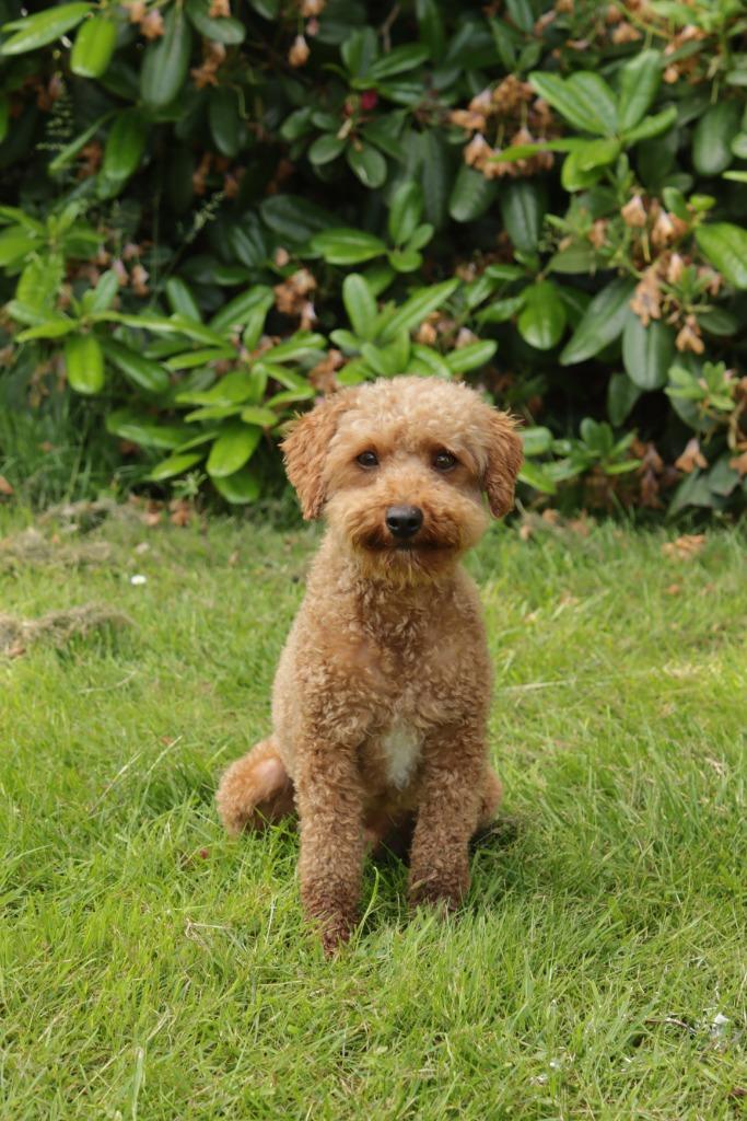 toypoedel dekreu rood 27 cm, Parvo, Reu, Eén hond, 3 tot 5 jaar