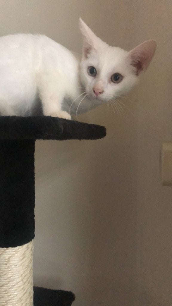 Mooie Gezonde Angora witte kittens te koop, Dieren en Toebehoren, Meerdere dieren, Gechipt, 0 tot 2 jaar