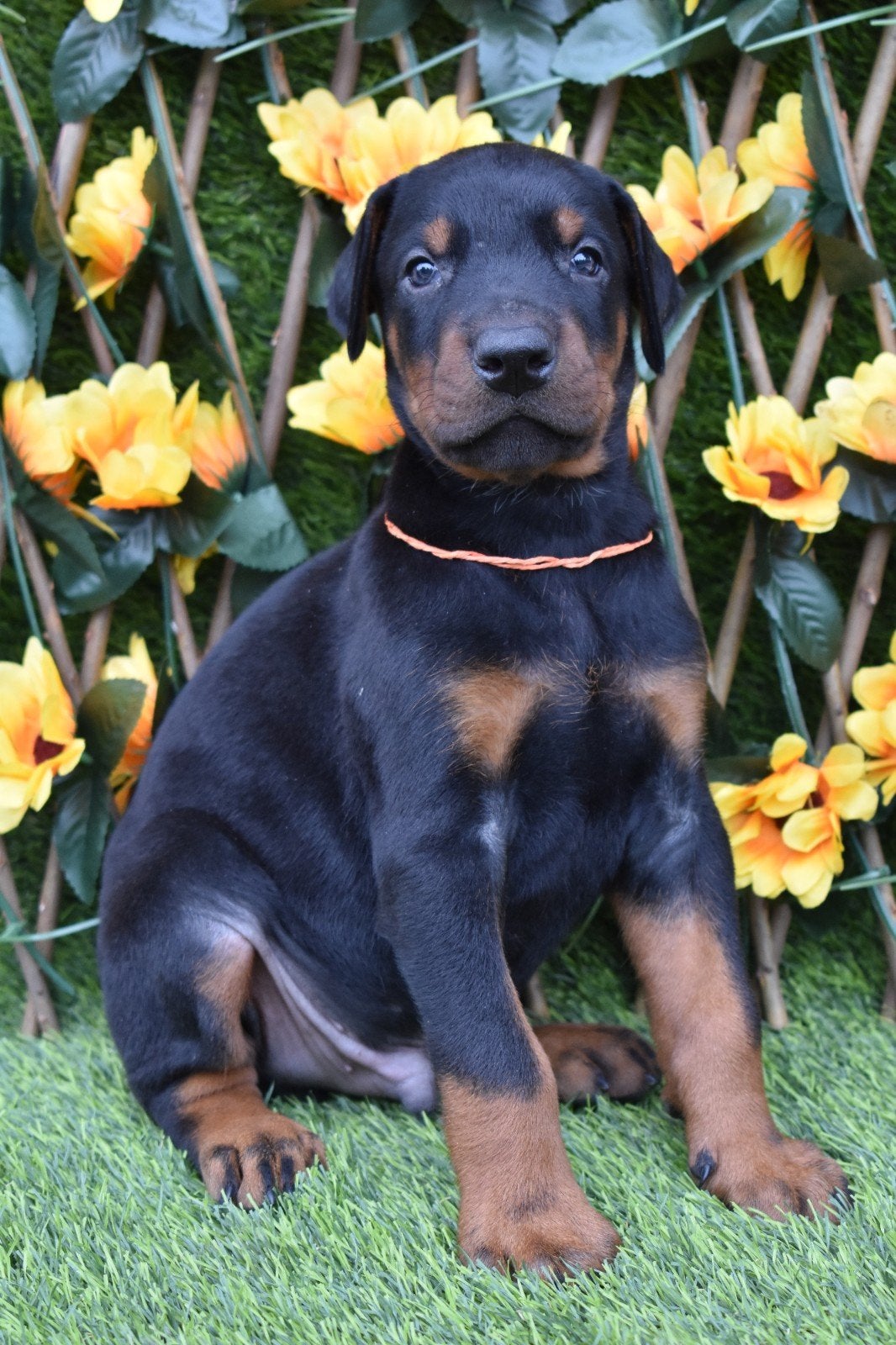 Dobermann-puppy's te koop, Dieren en Toebehoren, 15 weken tot 1 jaar, Overige rassen, Buitenland, Parvo