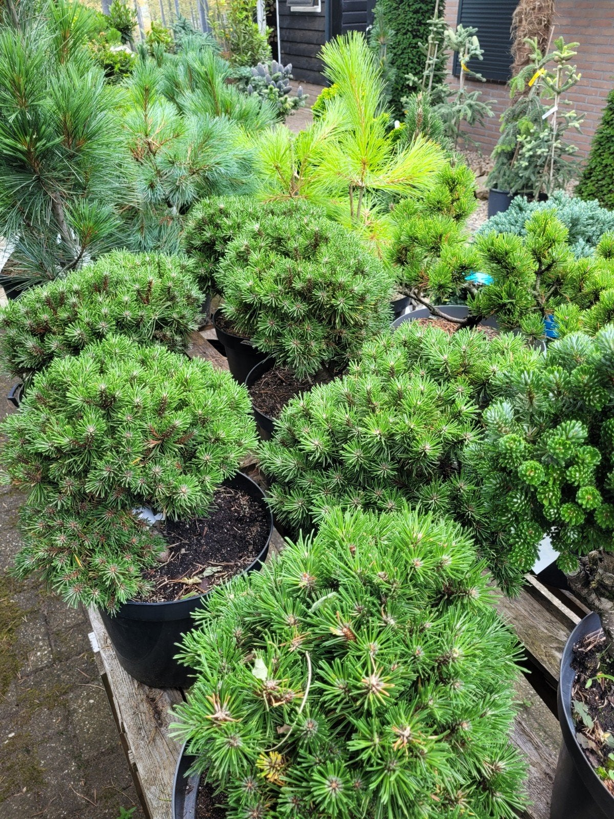 Pinus Mugo Benjamin - Dwergden voor Tuin en Terras, Volle zon, Vaste plant, Bloeit niet, Ophalen