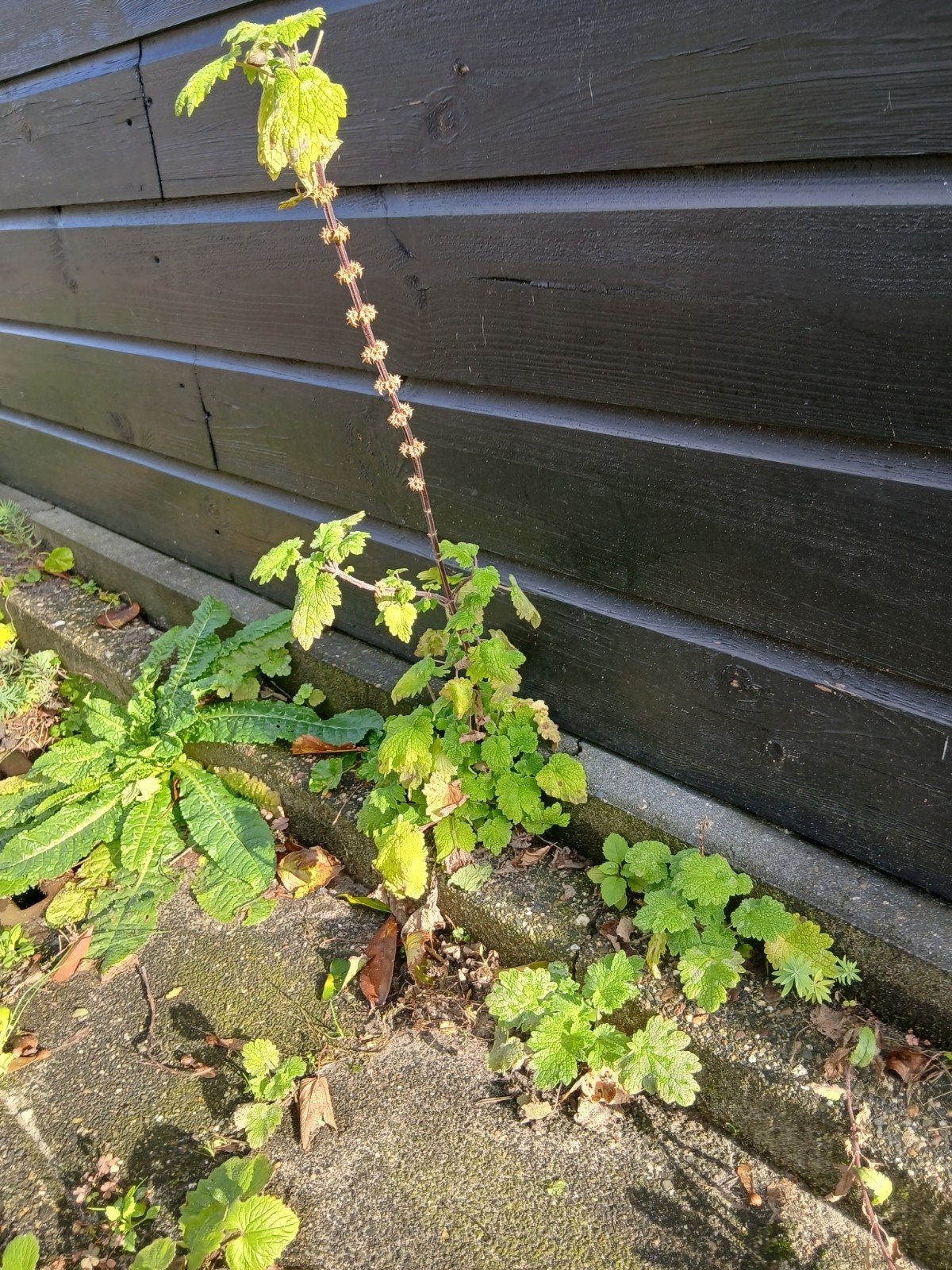 Hartgespan kruid, Tuin en Terras, Ophalen, Volle zon, Vaste plant, Bloeit niet