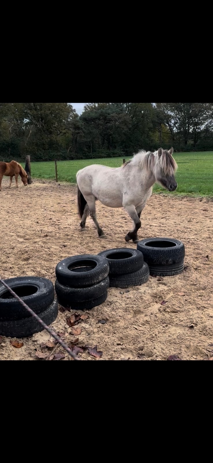 Gratis banden voor paddock paradise, Ophalen