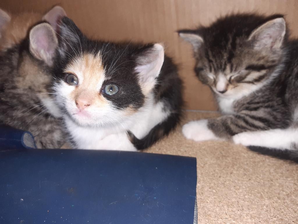 kitten poesje rood zwart wit, Poes, Kortharig, 0 tot 2 jaar