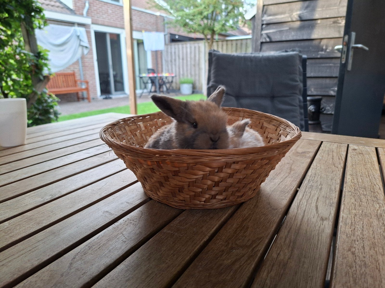Te koop raszuivere Nederlandse dwerghangoor konijntjes, Dieren en Toebehoren, Ophalen, Minder dan 75 cm, Kooi, Minder dan 60 cm