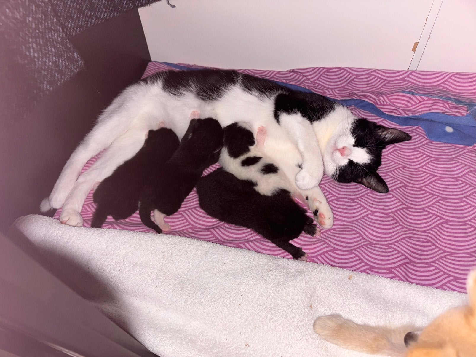 Four gorgeous kittens looking for their forever homes!, Poes, 0 tot 2 jaar