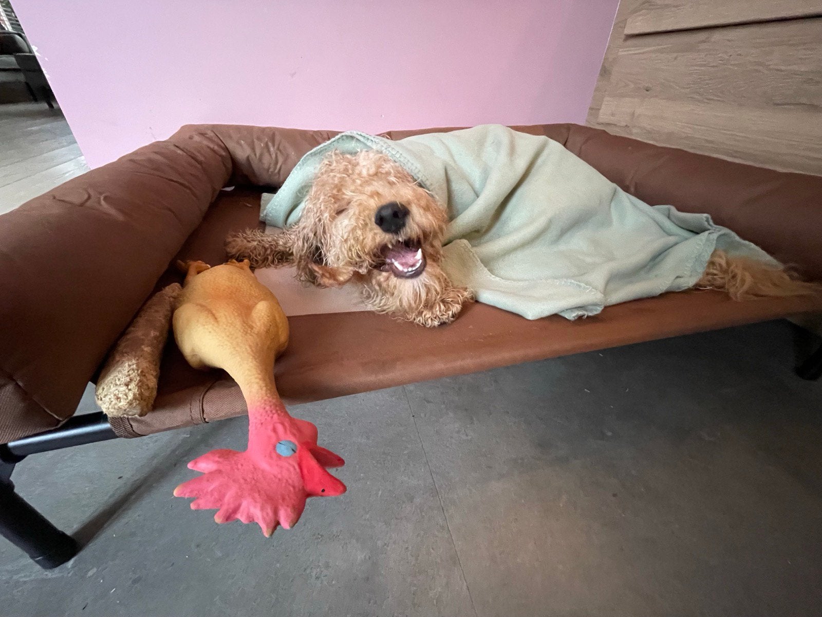Bruine stretcher voor 1 hond of 2 kleine, Ophalen, Gebruikt