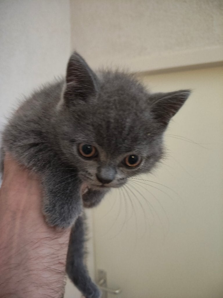 Britse Korthaar Kittens, Dieren en Toebehoren, Meerdere dieren, Ontwormd, 0 tot 2 jaar