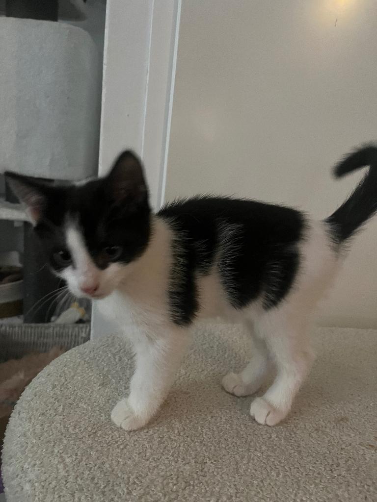 Kittens, Dieren en Toebehoren, Katten en Kittens | Raskatten | Korthaar, Poes, Ontwormd, 0 tot 2 jaar