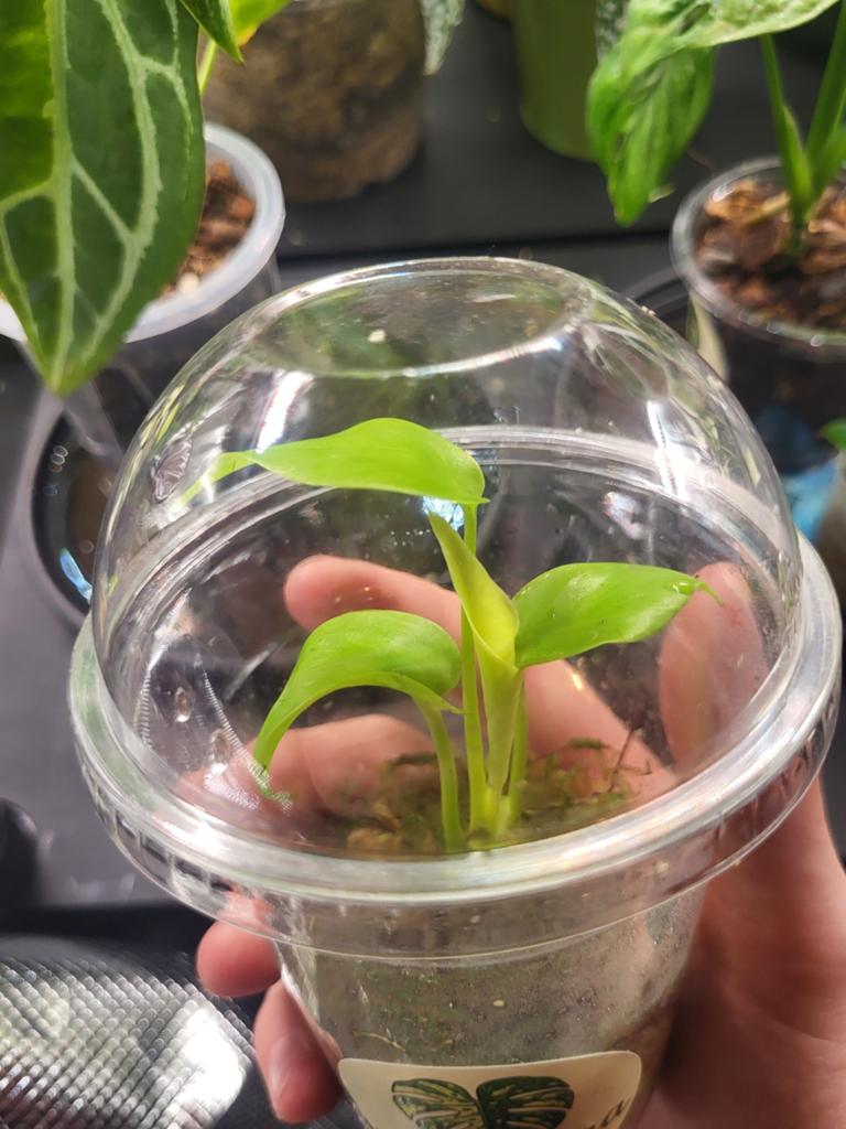 Monstera Lemon Lime, Overige soorten, In pot, Minder dan 100 cm, Groene kamerplant