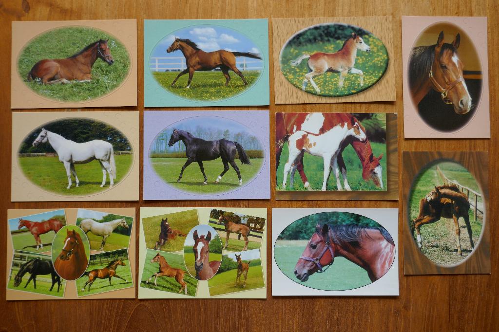 Set 11 ansichten Paard Pony pasteltinten ovaal frame, Ophalen of Verzenden, 1980 tot heden, Ongelopen, Paard
