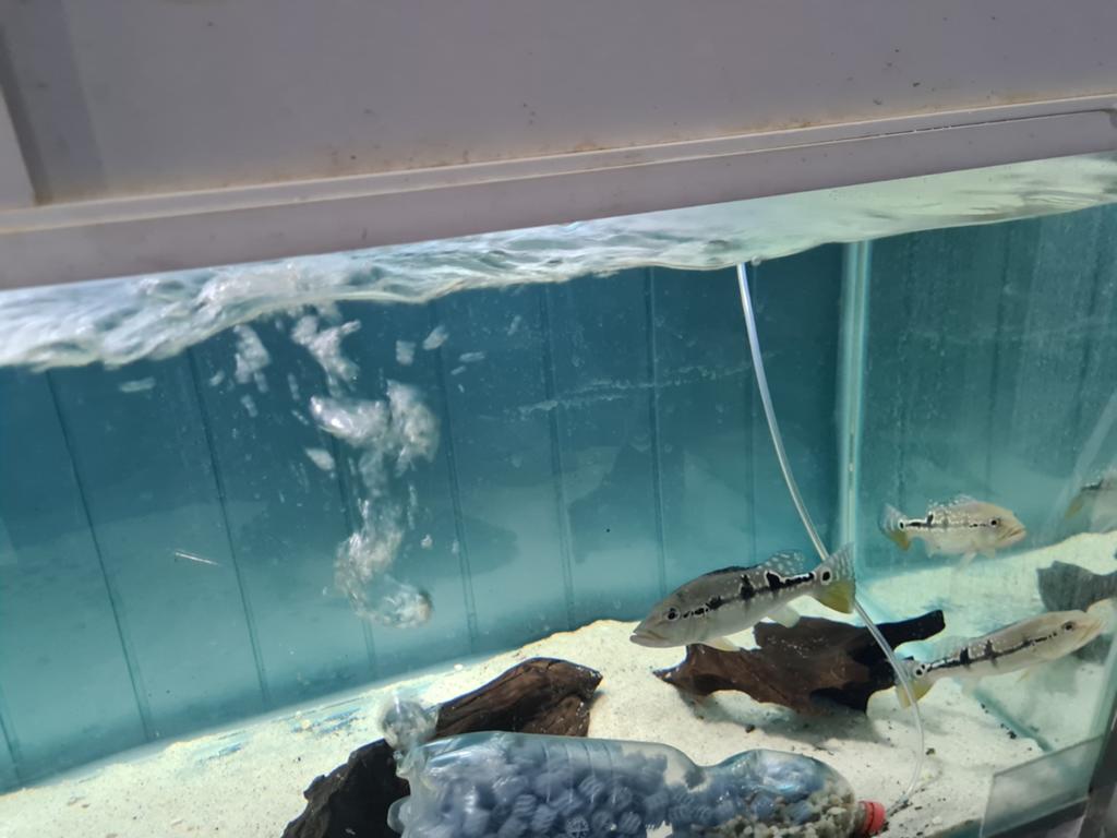 Cichla Temensis, pauwoogbaars, Vis, Zoetwatervis