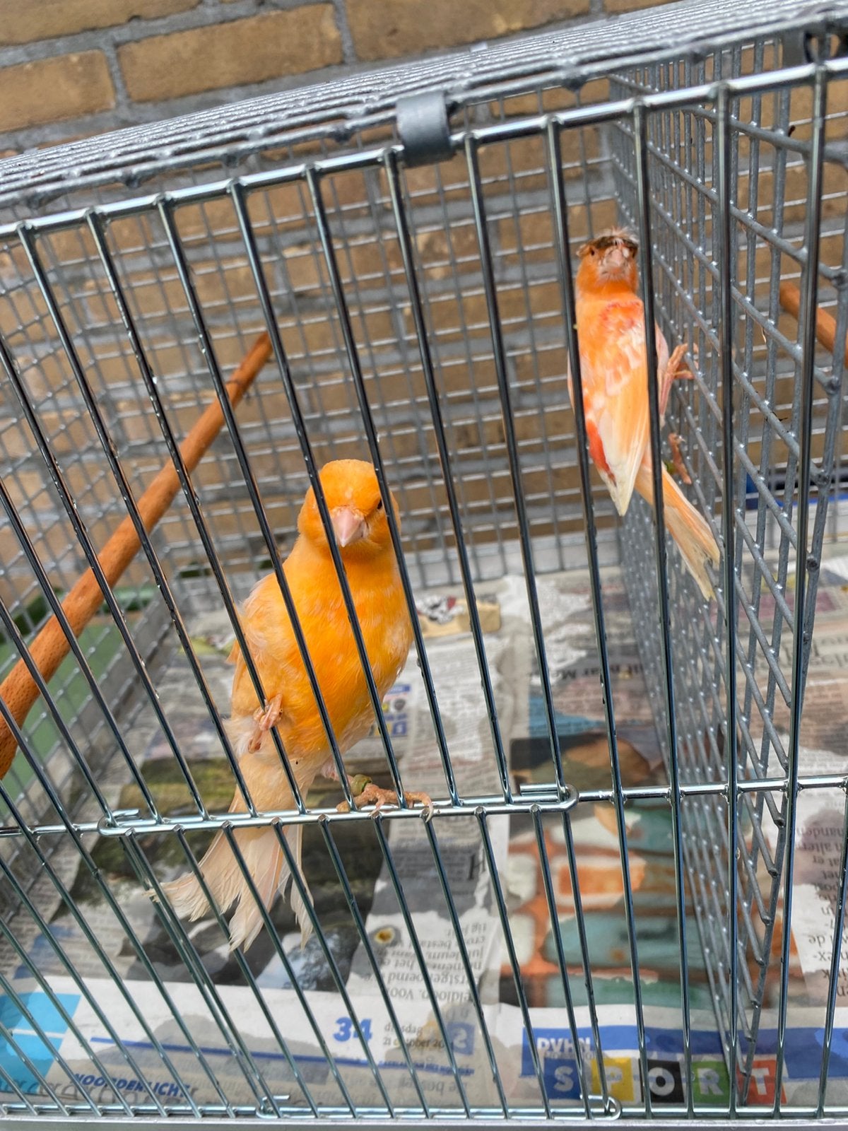 Kanaries harlekijn, Dieren en Toebehoren, Vogels | Kanaries, Meerdere dieren, Kleurkanarie