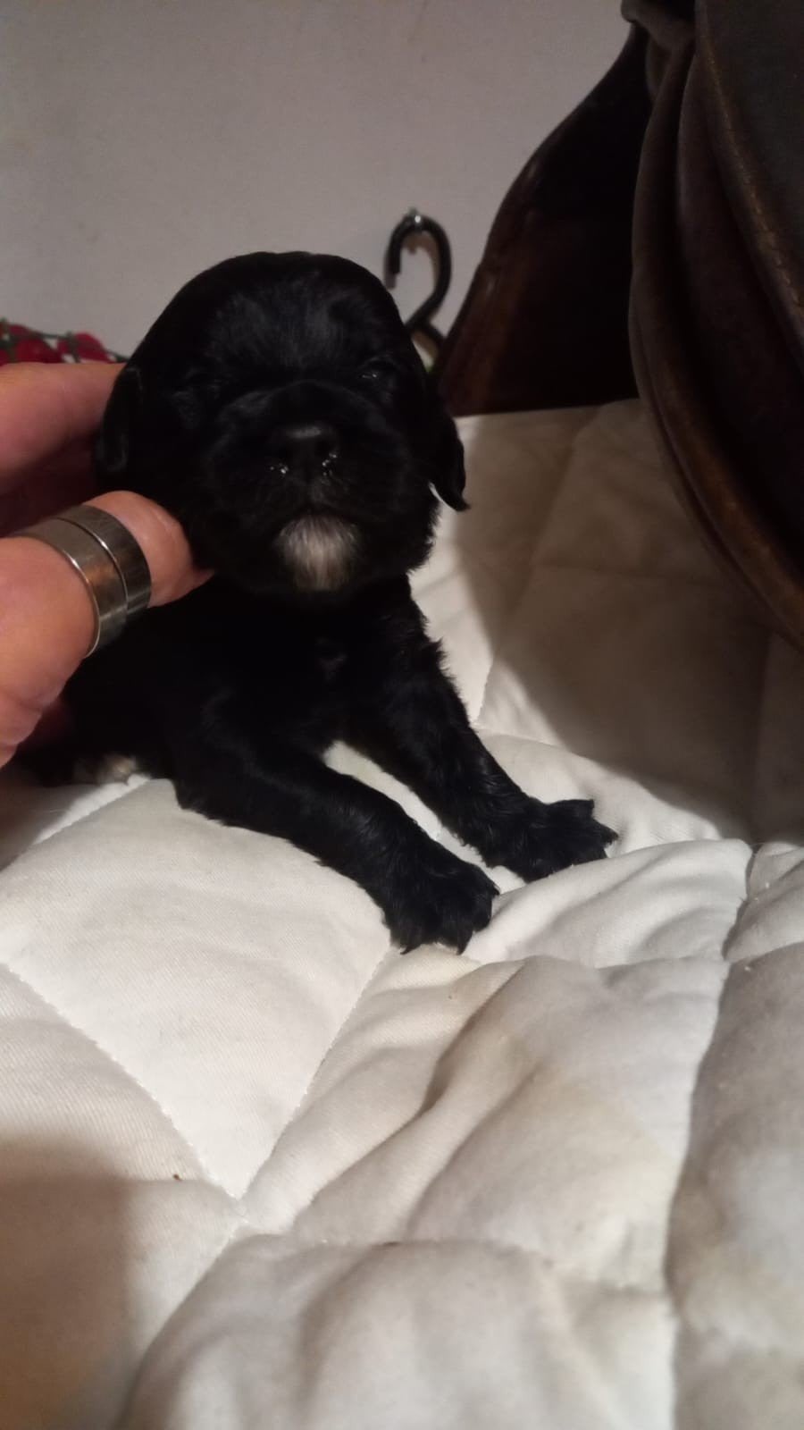 Golden doodle pups, Parvo, Overige rassen, 8 tot 15 weken, Meerdere