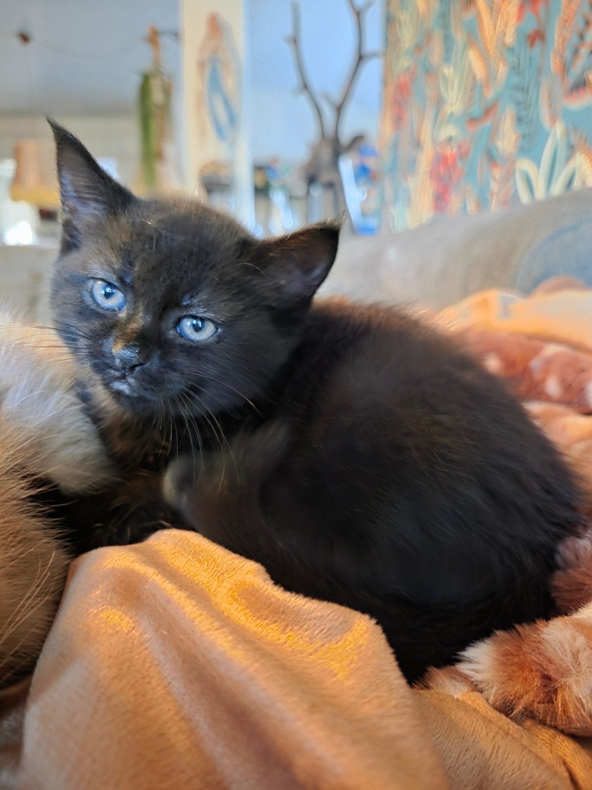 prachtige kittens half britse korthaar half maine coon, Poes, Ontwormd
