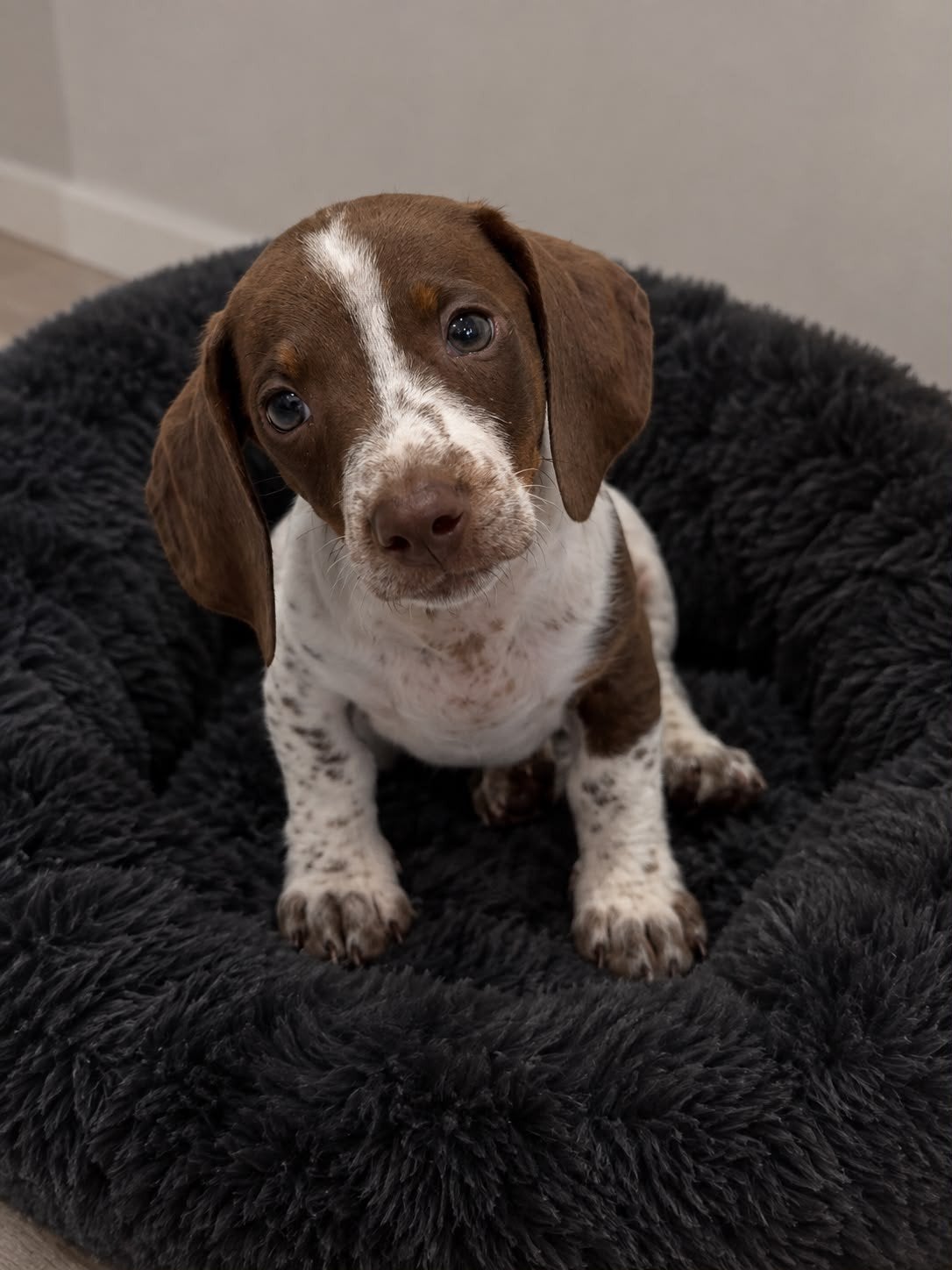 Dwergteckel (Kaninchen) Pup, Dieren en Toebehoren, Kaninchen, 15 weken tot 1 jaar, Reu, Korthaar