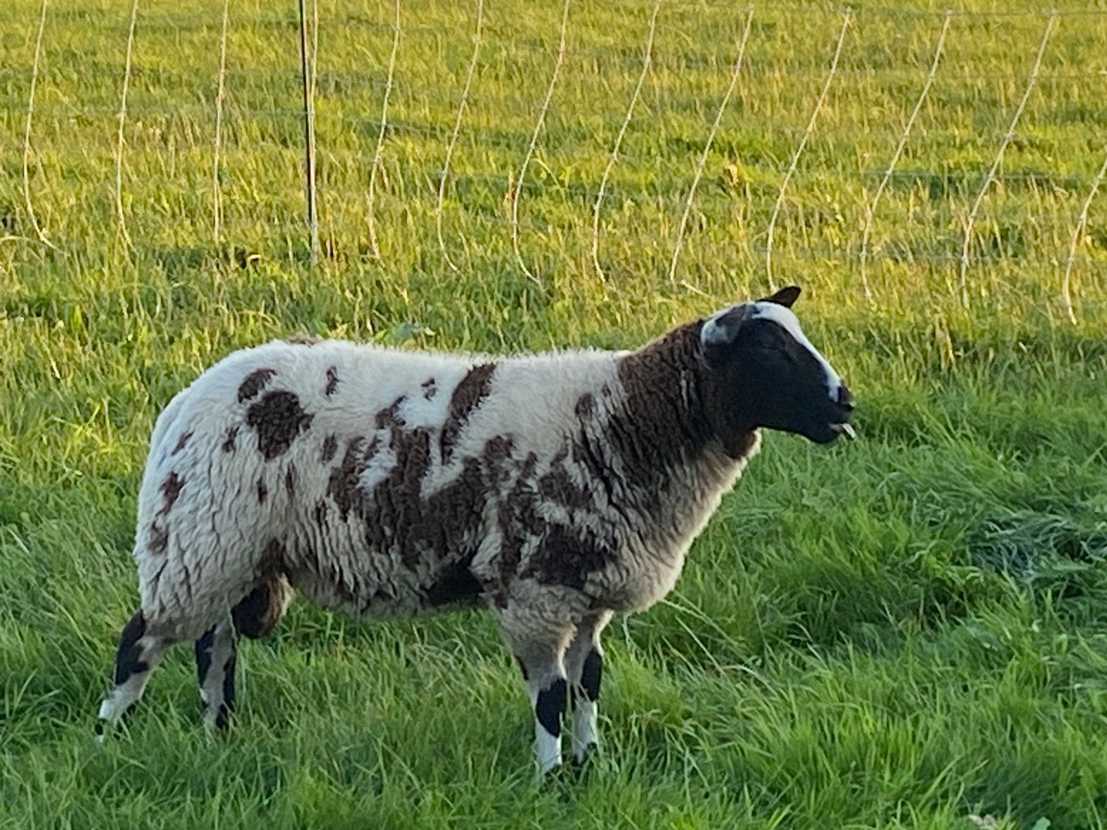 Bonte ramlammeren voor fokkerij te koop, Dieren en Toebehoren, Mannelijk, Schaap, 0 tot 2 jaar