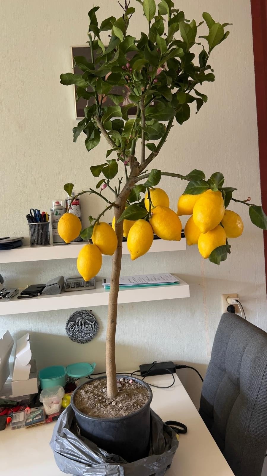 Citroenboom - Citrus Limon 210 cm, Ophalen, Overige soorten, Volle zon