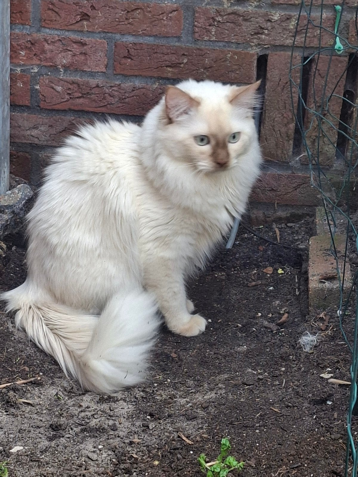 Dekkater ragdoll Cinnamon Mink, Kater, Met stamboom