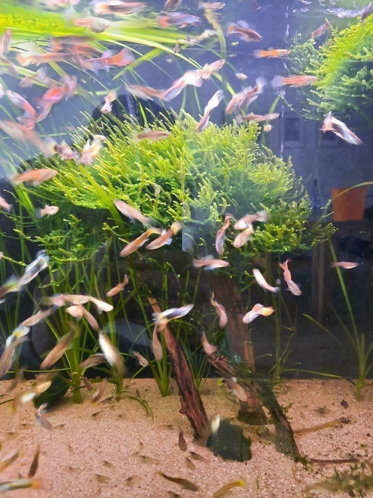 Guppen, Xenotoca's, Vallisneria's etc. en garnalen, Dieren en Toebehoren, Vissen | Aquariumvissen, Vis, Zoetwatervis