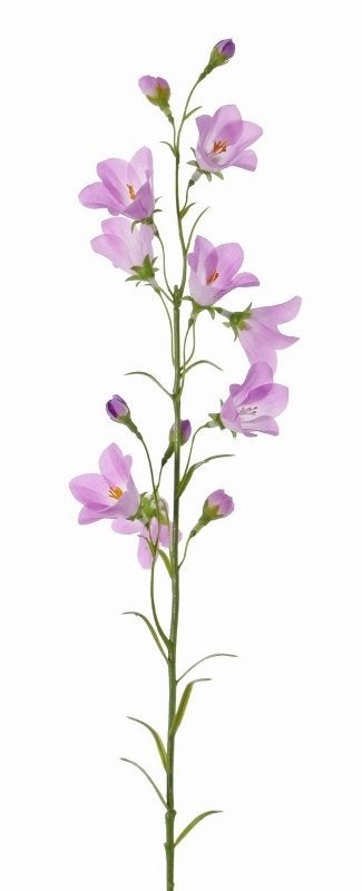 KLOKJES BLOEM - CAMPANULA - TOP ART, Ophalen of Verzenden, Nieuw