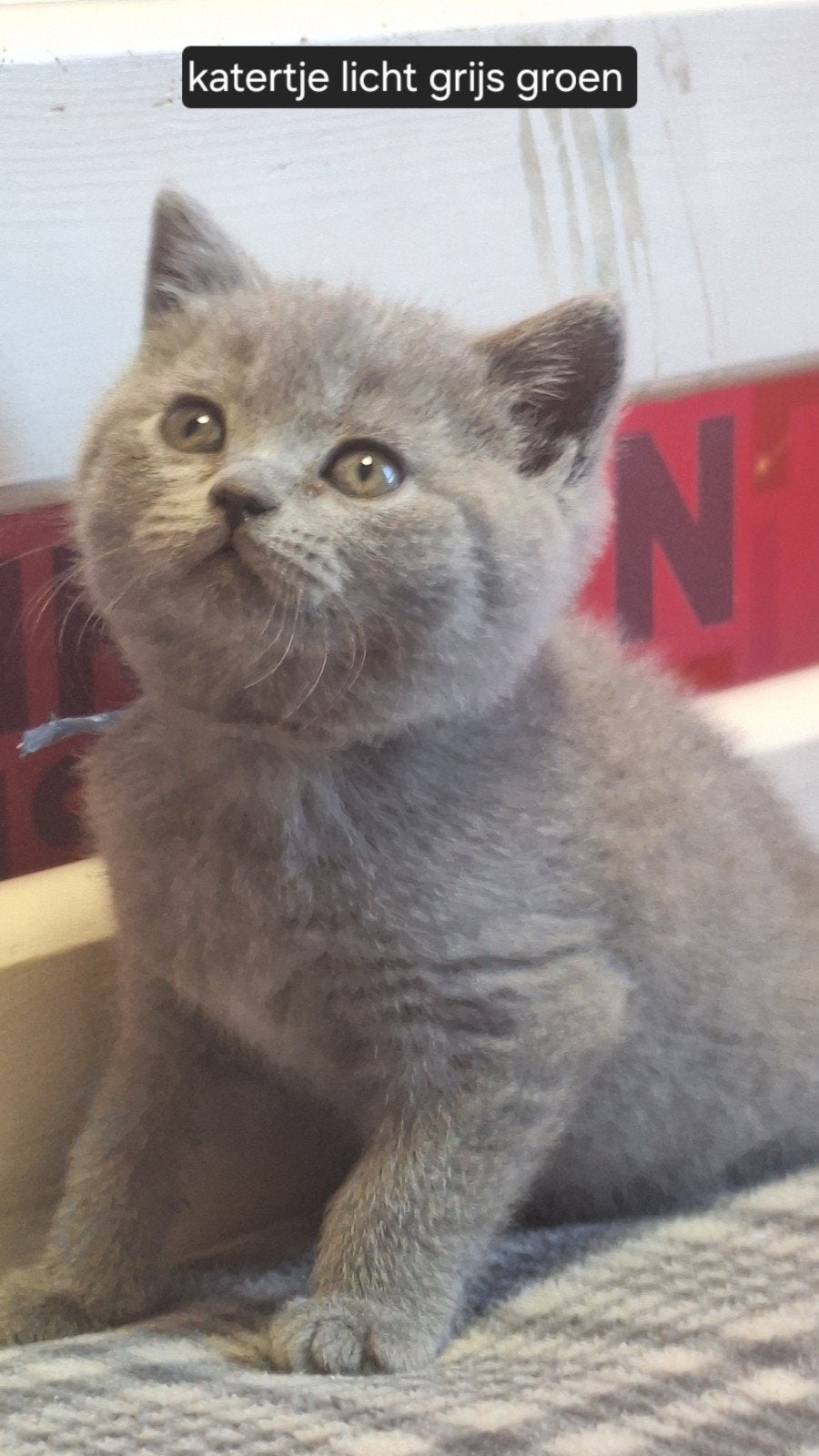 Britse Korthaar Kittens, Dieren en Toebehoren, Meerdere dieren