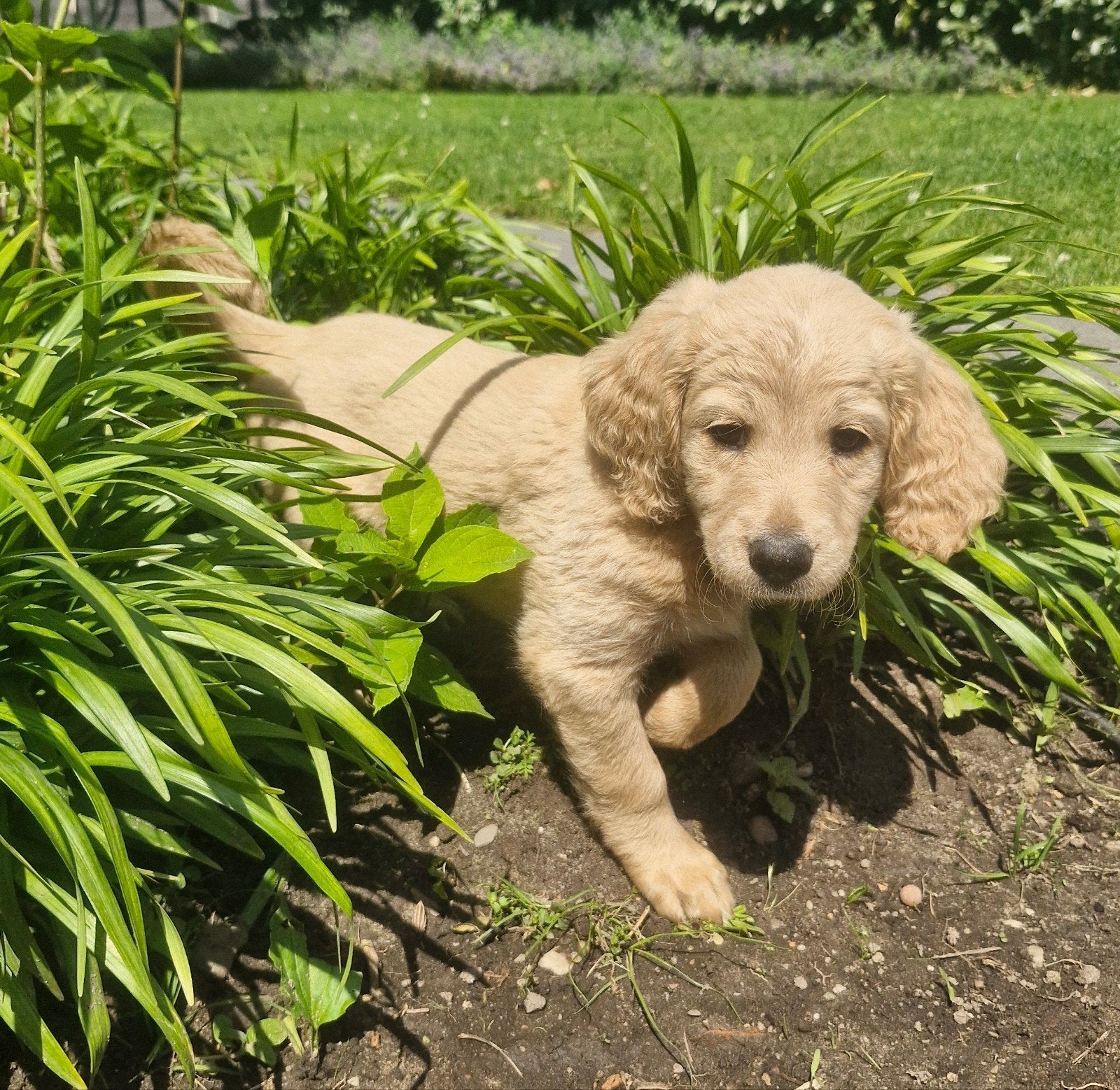 Labradoodle pups - nog 1 reutje en 3 teefjes beschikbaar!, 8 tot 15 weken, Meerdere, Meerdere dieren, Nederland