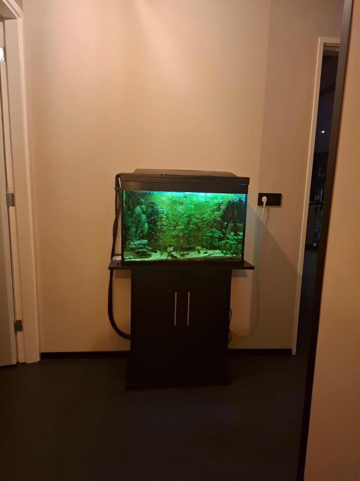 Aquarium met vissen en inrichting, Ophalen, Gebruikt, Gevuld zoetwateraquarium, Superfish