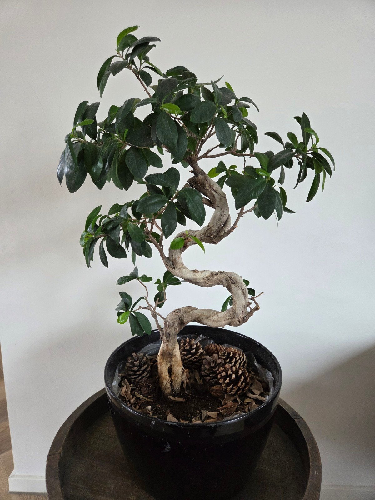 Grote Ficus microcarpa bonsai  67 cm  met mooie kronkelstam., Huis en Inrichting, Kamerplanten, Ophalen, Ficus, Halfschaduw, Minder dan 100 cm