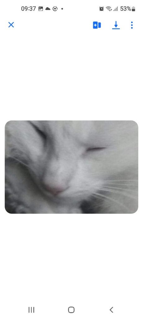 Vermist witte kat., Dieren en Toebehoren, Kat