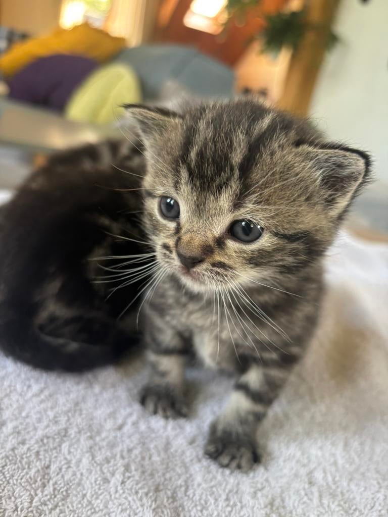 Knappe stoere Tijger kitten/ kater 5 weken oud, Kater, Ontwormd, 0 tot 2 jaar