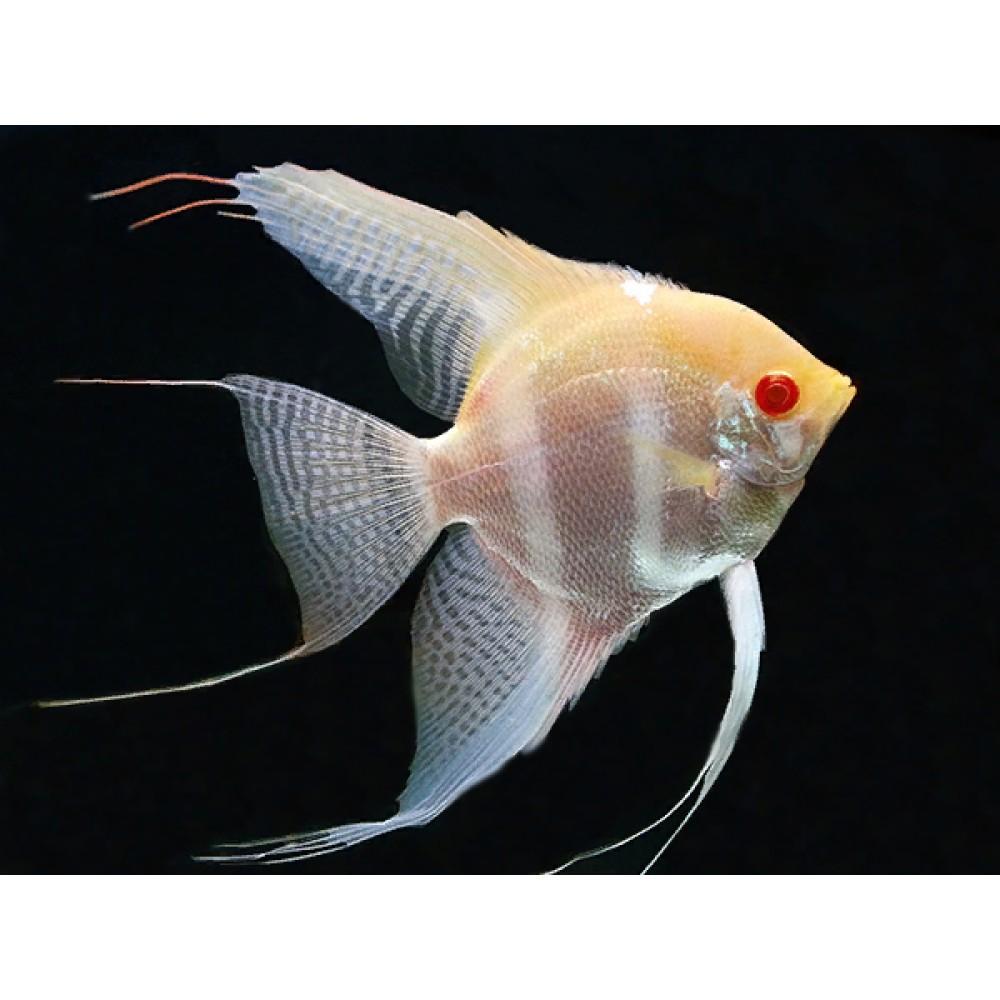 Gezocht!!!! maanvis Pterophyllum Scalare rio nanay albino, Dieren en Toebehoren, Vis