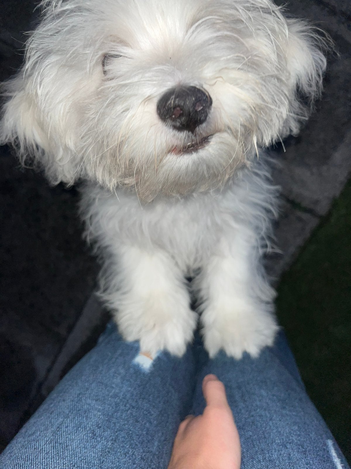 Onze lieve, rustige maltezer pup te koop!, Dieren en Toebehoren, 15 weken tot 1 jaar, Reu, CDV (hondenziekte), Eén hond