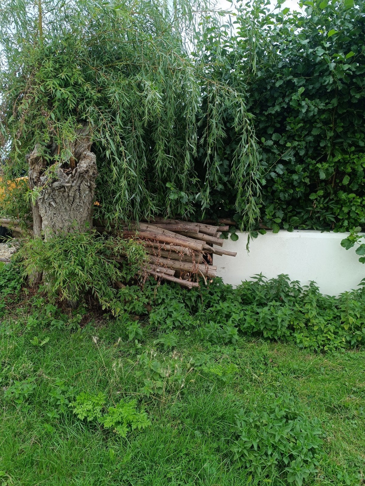 brandhout, Ophalen of Verzenden, Overige soorten