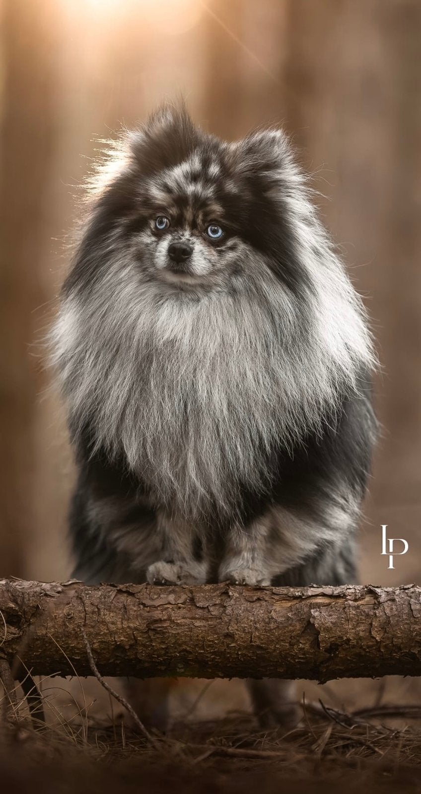 Mooie blue merle dekreu ter dekking aangeboden, Fokker | Hobbymatig, Reu, Buitenland, Eén hond