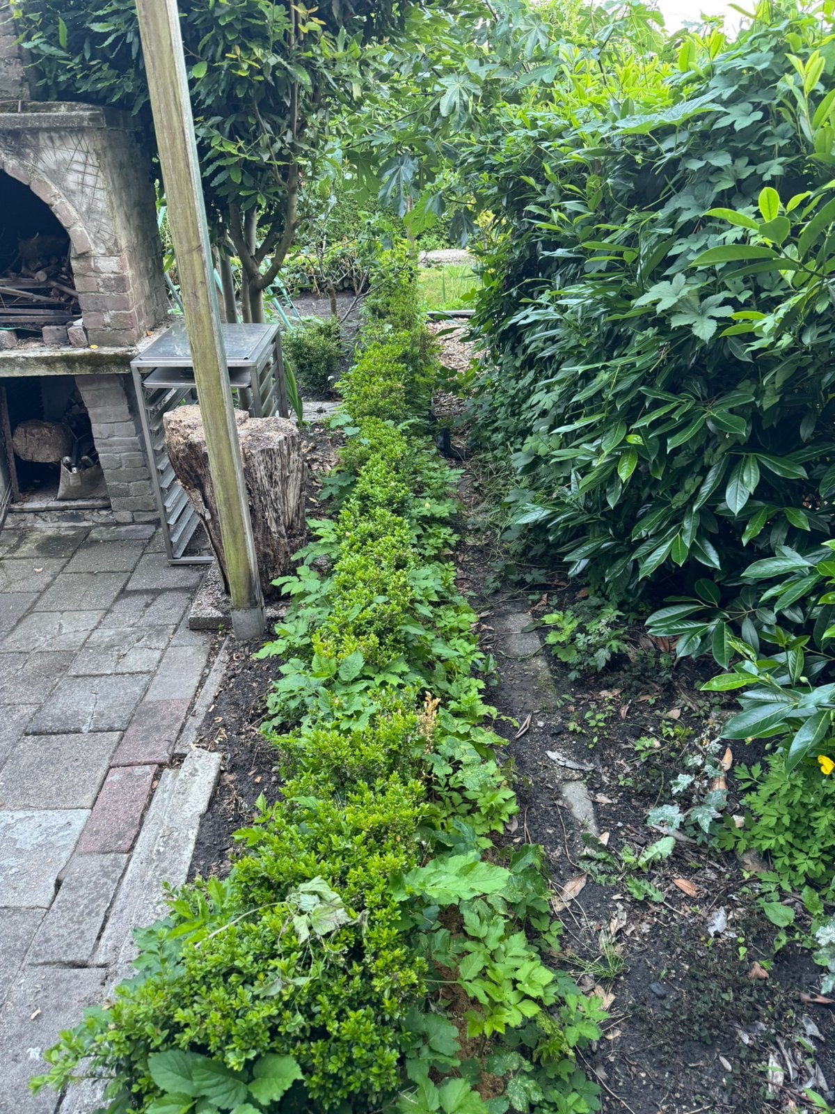 Buxus, Ophalen of Verzenden, Buxus, Minder dan 100 cm