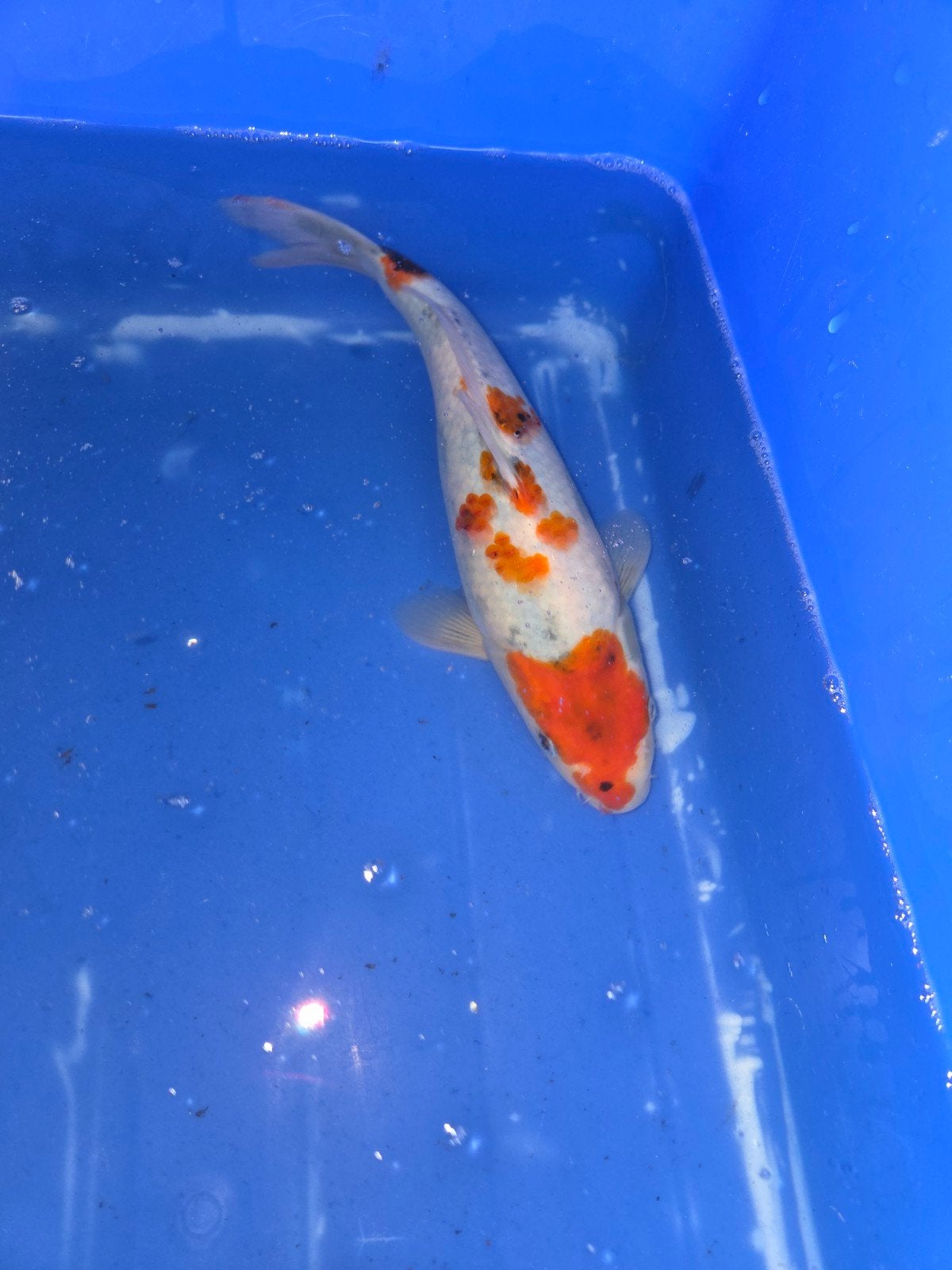 showa, Karper of Koi
