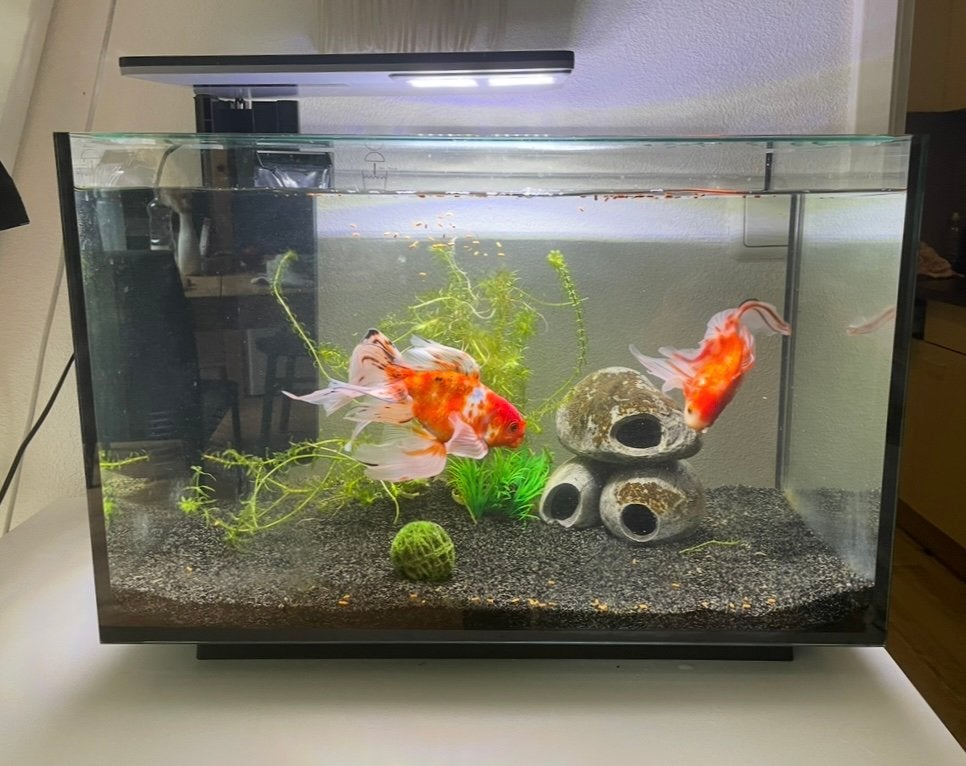 Aquarium 70 Liter (zonder vissen), Ophalen, Gebruikt, Leeg aquarium, Superfish