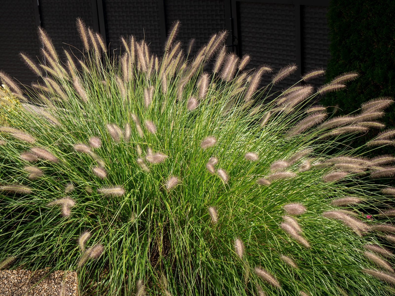 Pennisetum alopecuroides ‘Hameln’ | Lampenpoetsersgras, Ophalen of Verzenden, Siergrassen, Volle zon