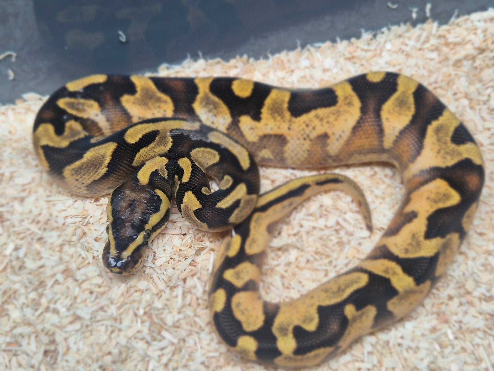 python regius / ballpython nakweek 2026 Ball Python photo 3
