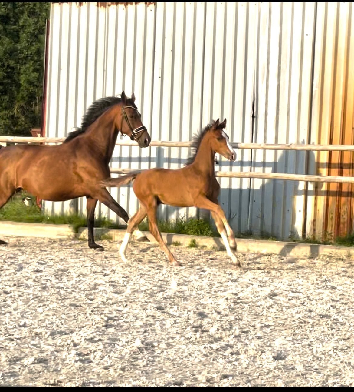 Veulen van Pavo Cup winnaar So You Can Dance, Dieren en Toebehoren, Paarden, Minder dan 160 cm, Met stamboom, Niet van toepassing