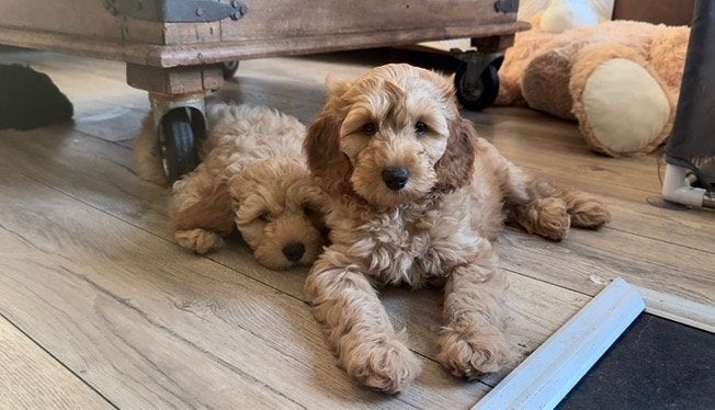 Mogen verhuizen🧸| Australian labradoodles pups | Stamboom, Overige rassen, 8 tot 15 weken, Meerdere, Meerdere dieren