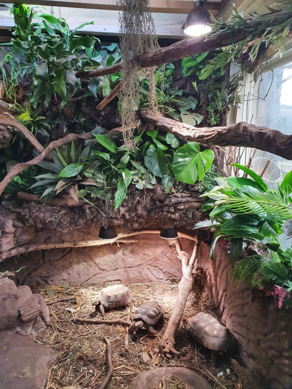 Kolenbranderschildpad – Chelonoidis carbonarius – nk 2025 Tortoise photo 15