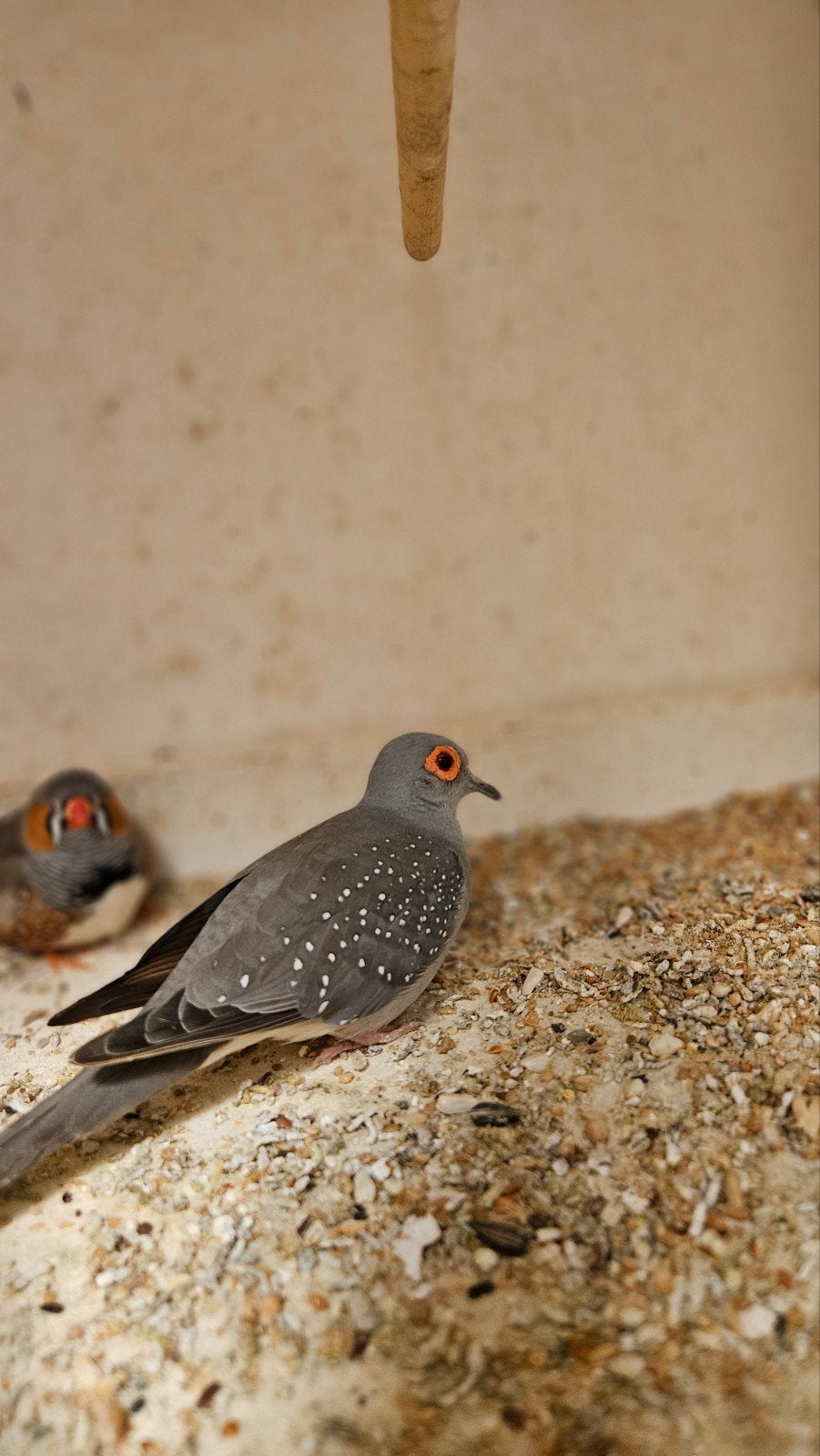 diamantduif, Dieren en Toebehoren, Geslacht onbekend, Tropenvogel