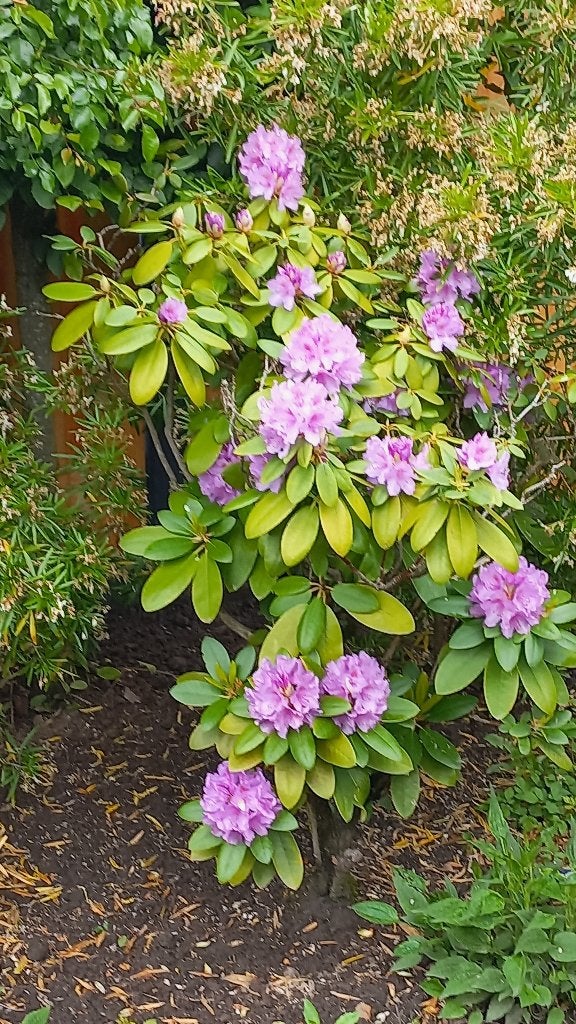 rhododendron               paars, Ophalen, Overige soorten, Struik, 100 tot 250 cm