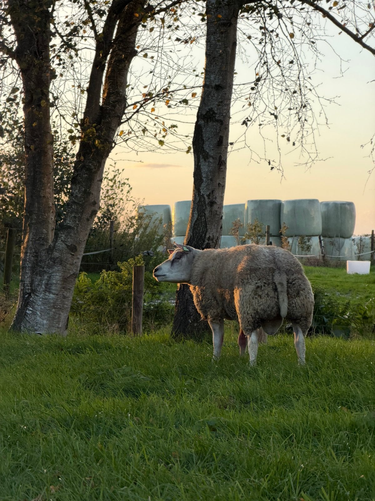 Texelaar dekram, Dieren en Toebehoren, Mannelijk, Schaap
