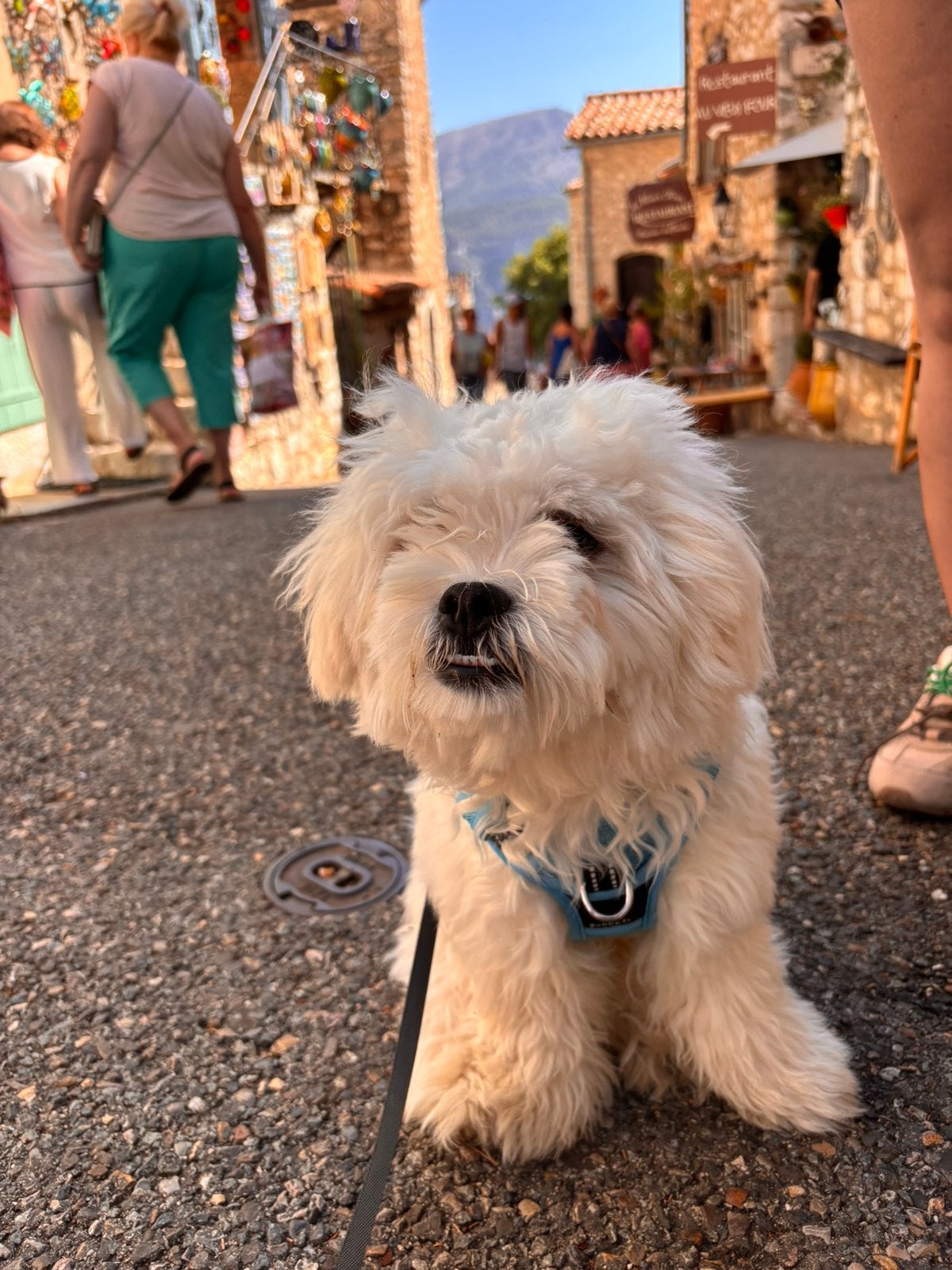Maltese for sale