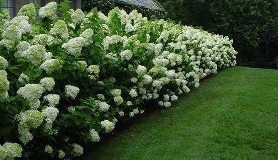 Hydrangea 'Silver dollar' ACTIE!! €5,- p.st., Overige soorten, Vaste plant, Ophalen of Verzenden, Halfschaduw