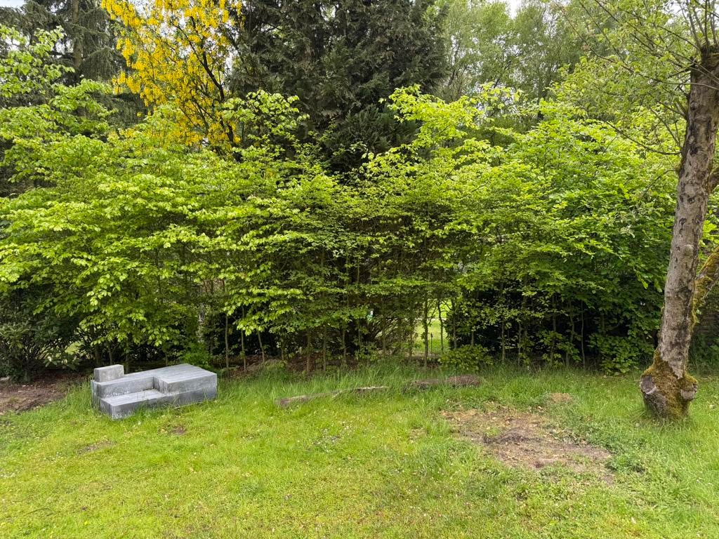 Beuken haag, Tuin en Terras, Planten | Struiken en Hagen, Ophalen, Beukenhaag, 100 tot 250 cm