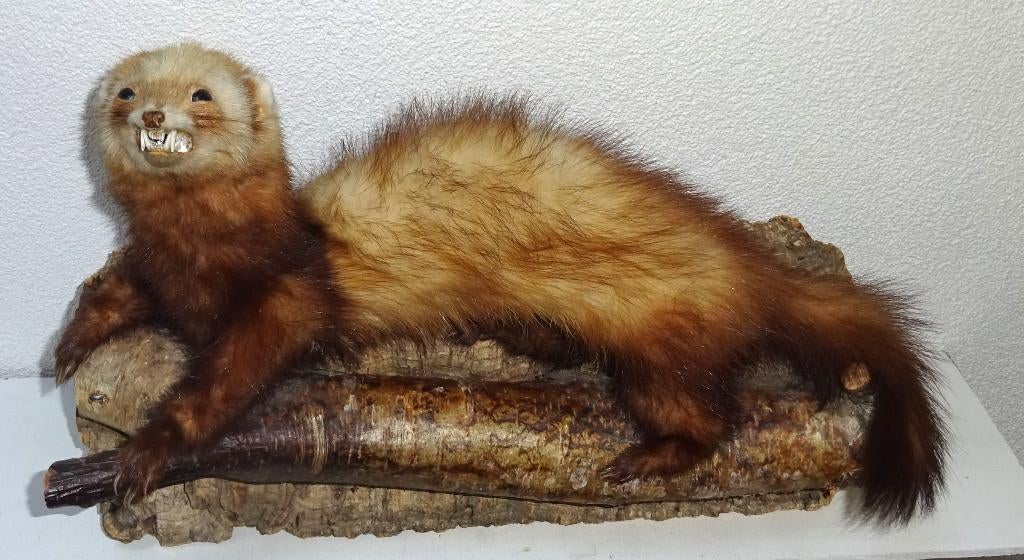 opgezette (boom )marter, Ophalen of Verzenden, Zo goed als nieuw, Wild dier, Opgezet dier